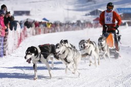 Lenk 2013